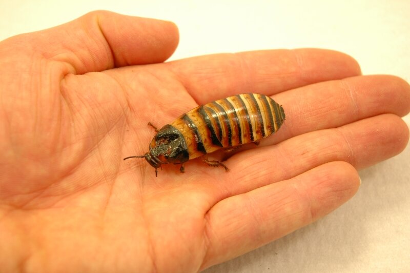 Barata Gigante – Elliptorhina Javanica - Imagen 2