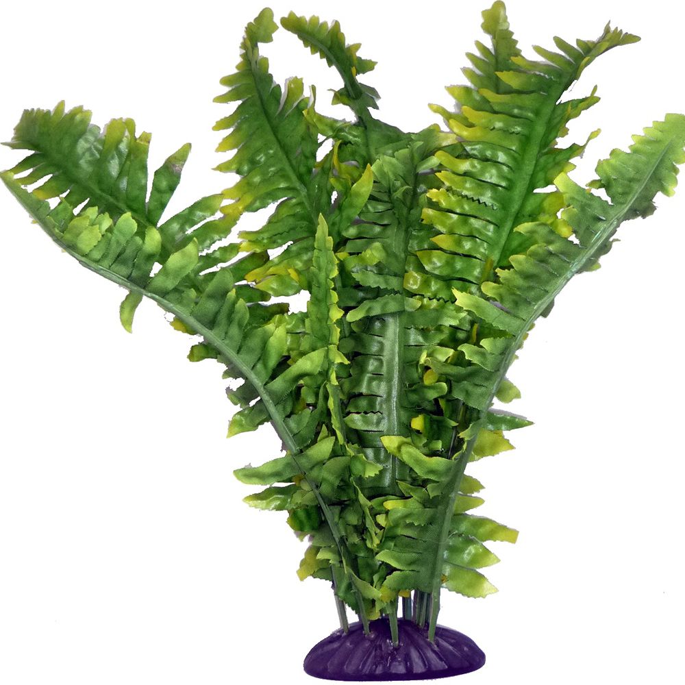 Decoração Boston Fern – Komodo - Imagen 2