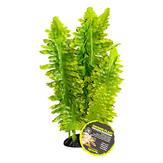 Decoração Boston Fern – Komodo