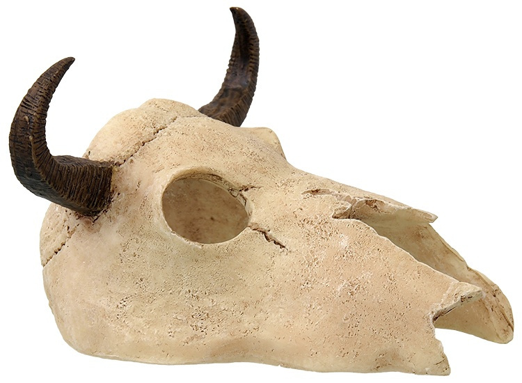 Buffalo Skull – Repti Planet - Imagen 2