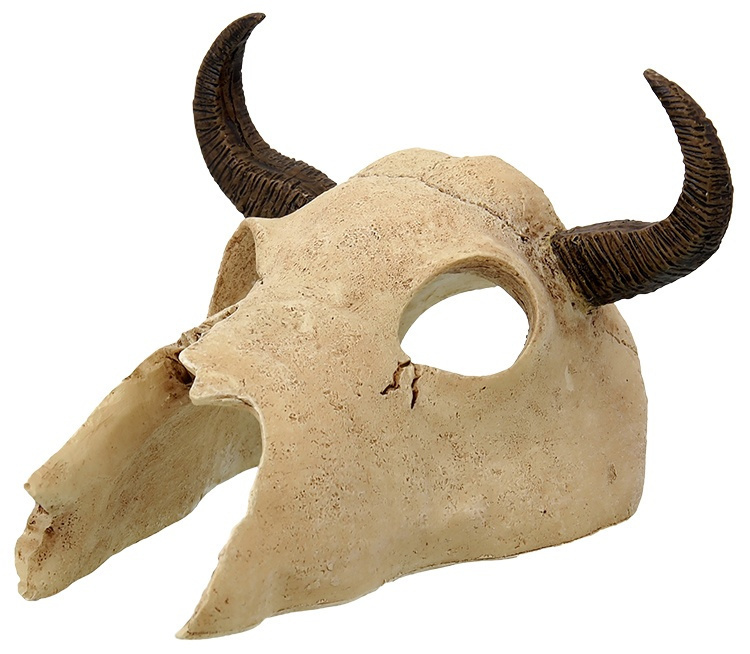 Buffalo Skull – Repti Planet