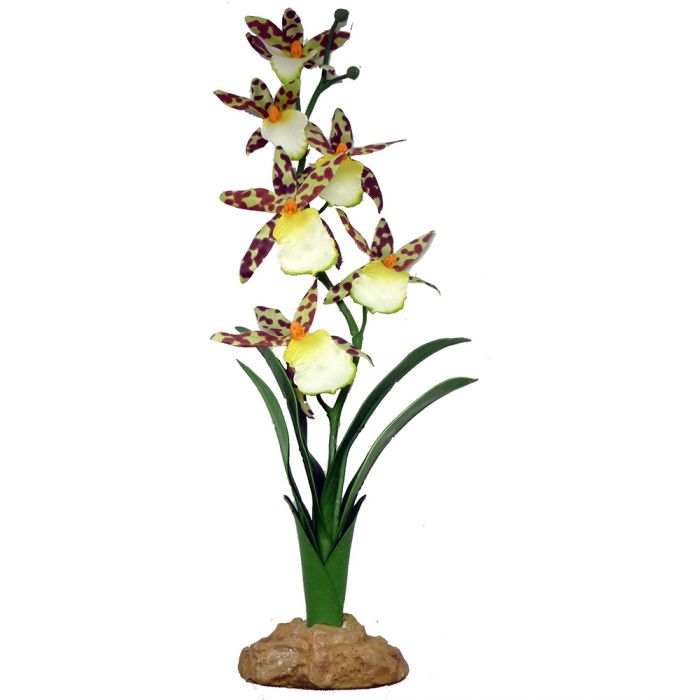 Planta Spider Orchid – Komodo