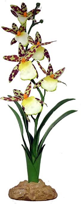 Planta Spider Orchid – Komodo - Imagen 2