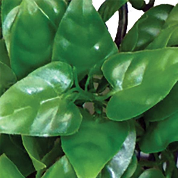 Decoração Philodendron Hanging – Komodo - Imagen 2