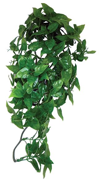 Decoração Philodendron Hanging – Komodo