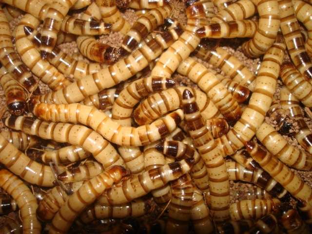Larvas de Zophoba