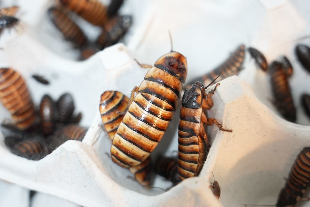 Barata Gigante – Elliptorhina Javanica