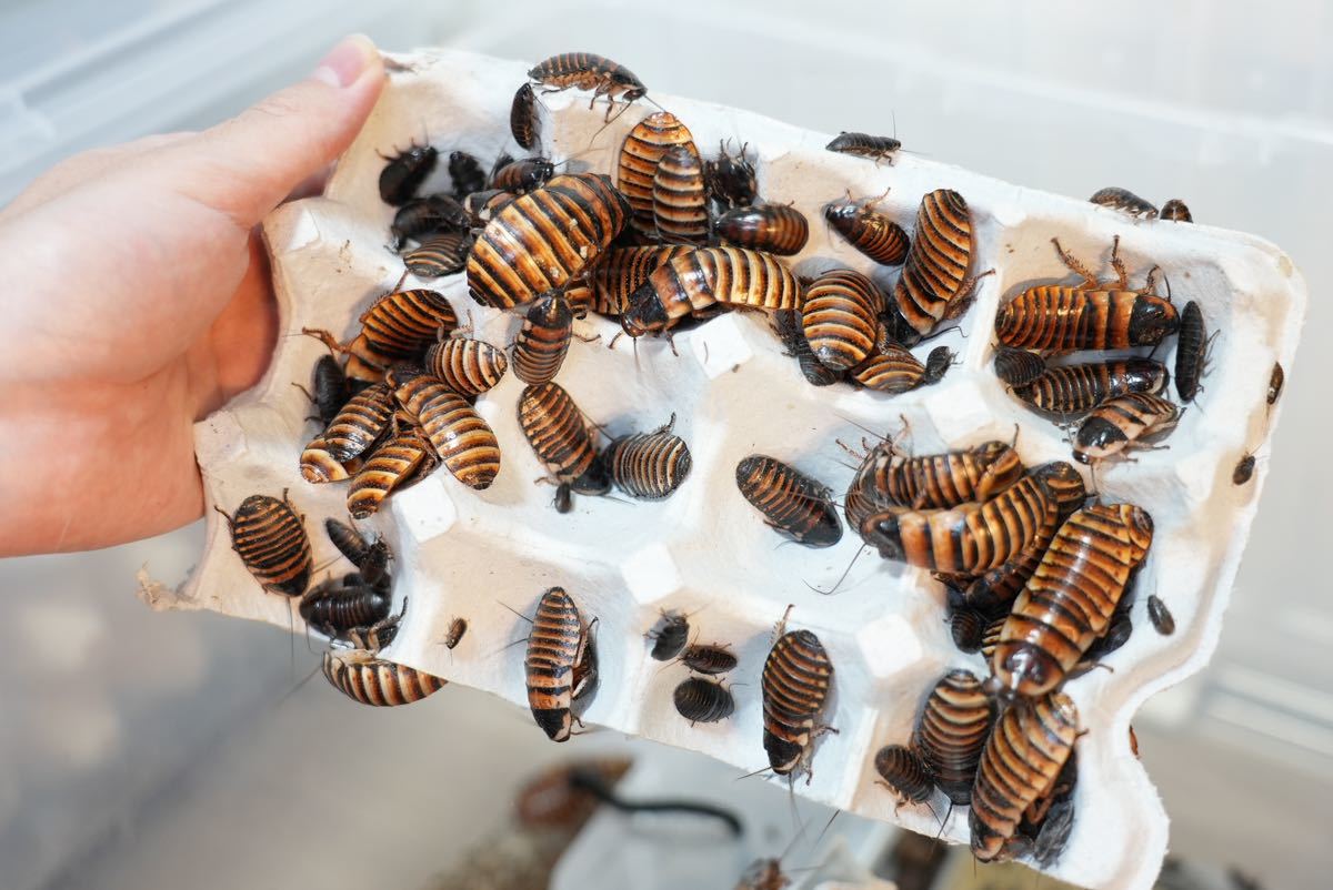 Barata Gigante – Elliptorhina Javanica - Imagen 3