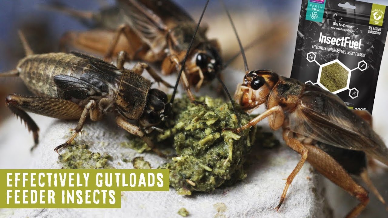 Arcadia EarthPro Insect Fuel - Imagen 2