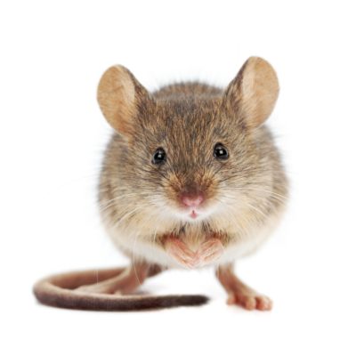Ratazanas Congeladas