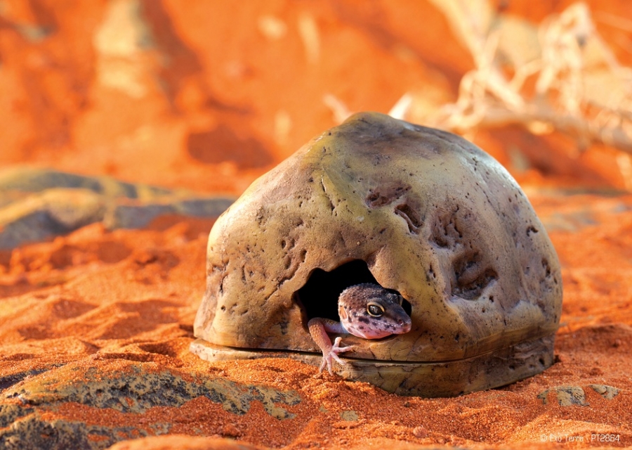 Cova Gecko Cave ExoTerra - Imagen 5