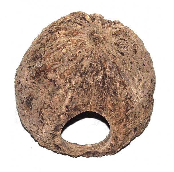 Casca de Castanha do Brasil Perfurada