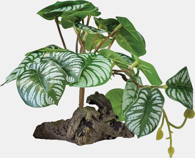 Decoração “Planta Begonia” – Repto